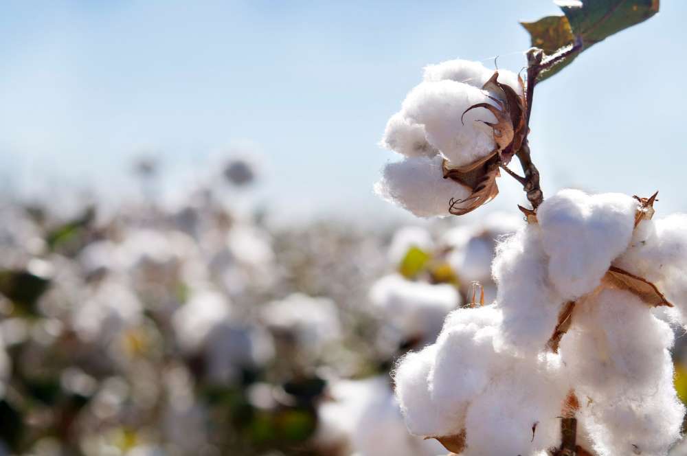Baumwolle biologisch natürlich rein Definiton Bio-Baumwolle nachhaltig fair gehandelt